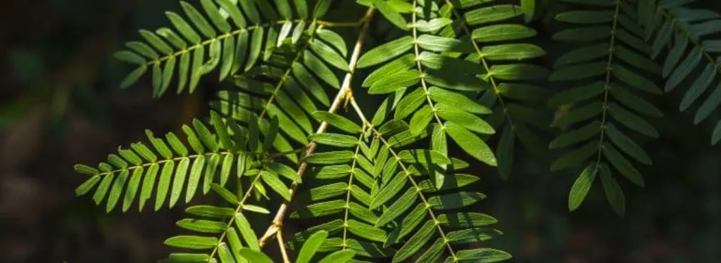 selva amazonica